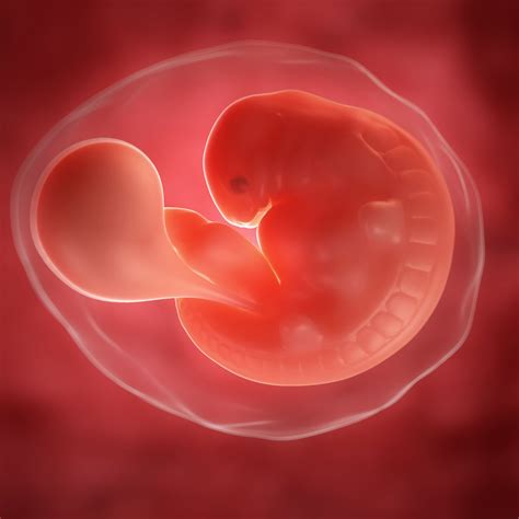 feto de 6 semanas-1